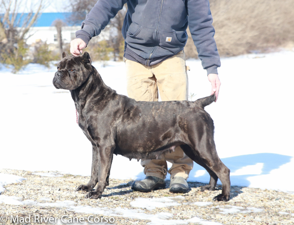 Upcoming Litters Mad River Cane Corso Italian Mastiff