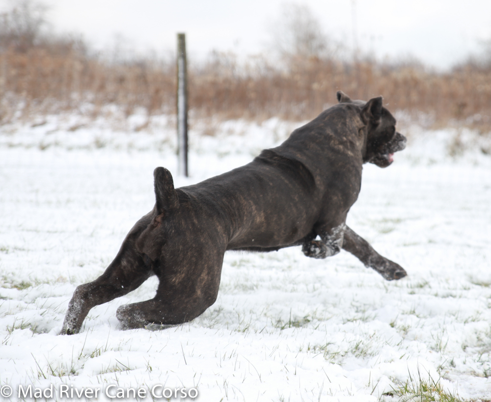 Blue Brindle Cane Corso Female In The Snow