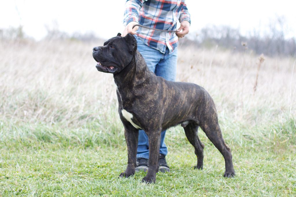 AKC CH. Mighty Corso of Bajer Mad River Cane Corso Breeder