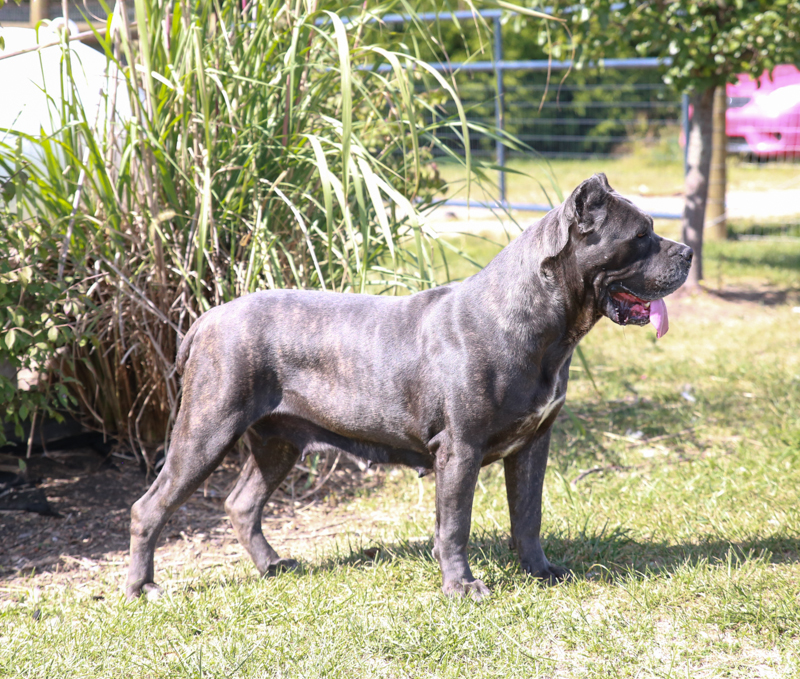 The Best Cane Corso Female