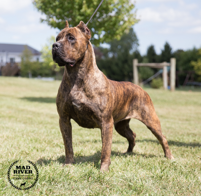 Color photo of an available Italian Mastiff pup. Cane Corso Puppy