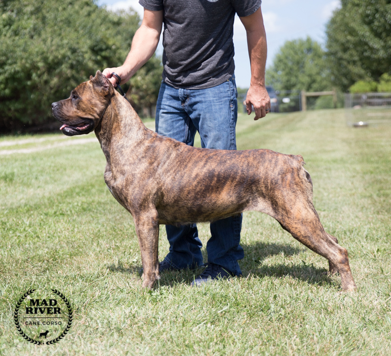 Color photo of an available Italian Mastiff pup. Cane Corso Puppy